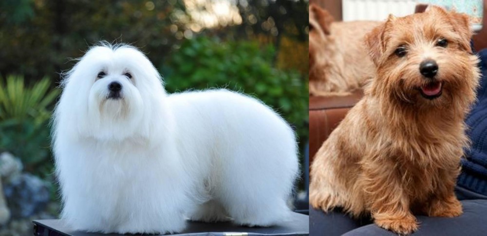 Norfolk Terrier vs Coton De Tulear - Breed Comparison