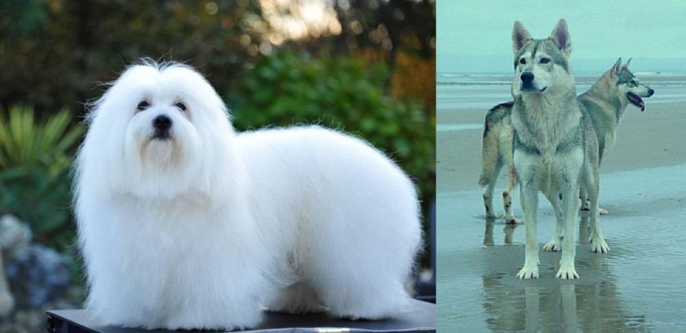 Northern Inuit Dog vs Coton De Tulear - Breed Comparison