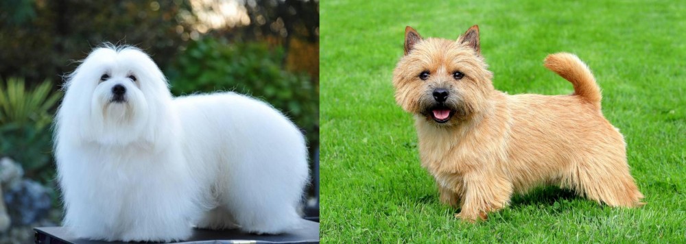 Norwich Terrier vs Coton De Tulear - Breed Comparison