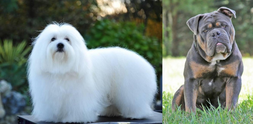 Olde English Bulldogge vs Coton De Tulear - Breed Comparison