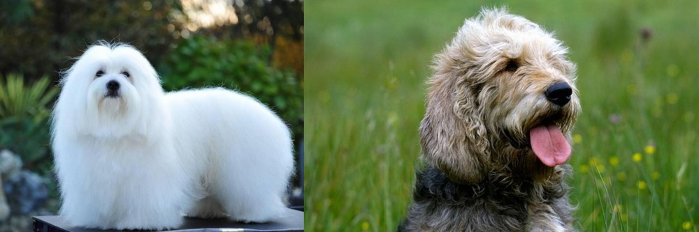 Otterhound vs Coton De Tulear - Breed Comparison