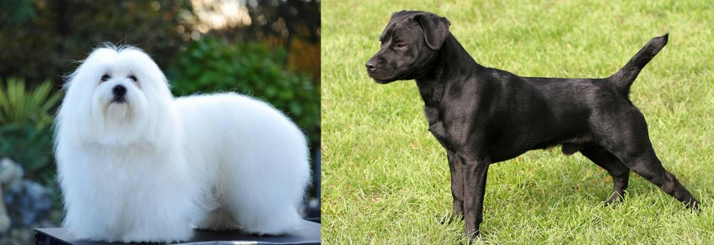 Patterdale Terrier vs Coton De Tulear - Breed Comparison