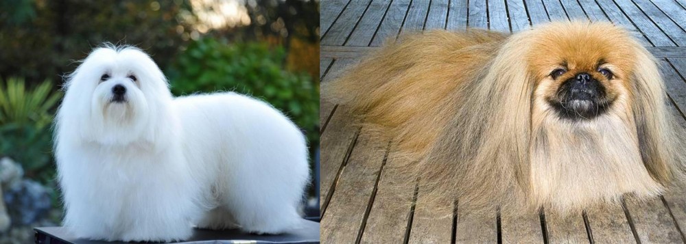 Pekingese vs Coton De Tulear - Breed Comparison