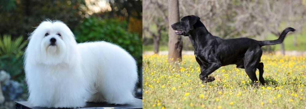 Perro de Pastor Mallorquin vs Coton De Tulear - Breed Comparison