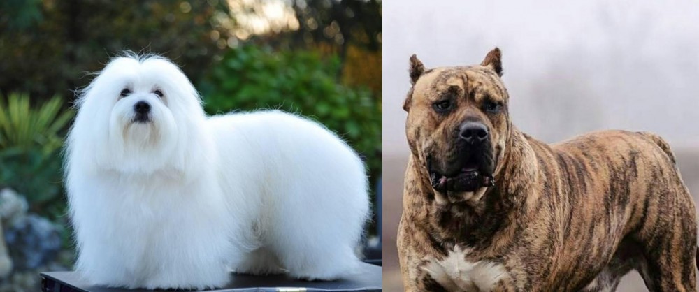 Perro de Presa Canario vs Coton De Tulear - Breed Comparison