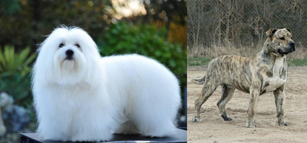 Perro de Presa Mallorquin vs Coton De Tulear - Breed Comparison