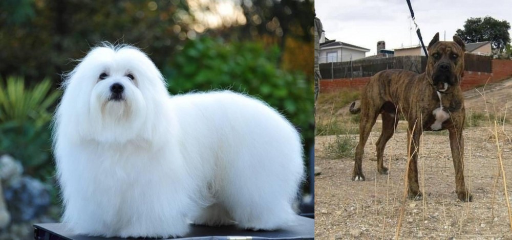 Perro de Toro vs Coton De Tulear - Breed Comparison