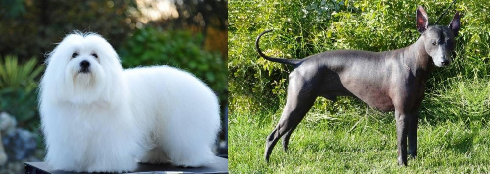 Peruvian Hairless vs Coton De Tulear - Breed Comparison