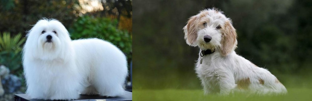 Petit Basset Griffon Vendeen vs Coton De Tulear - Breed Comparison