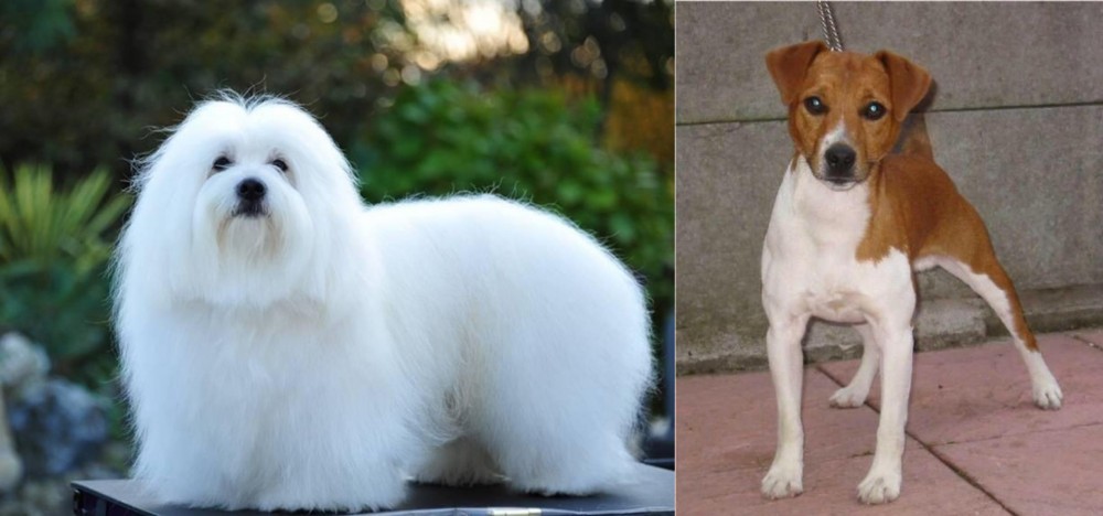 Plummer Terrier vs Coton De Tulear - Breed Comparison