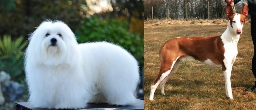 Podenco Canario vs Coton De Tulear - Breed Comparison