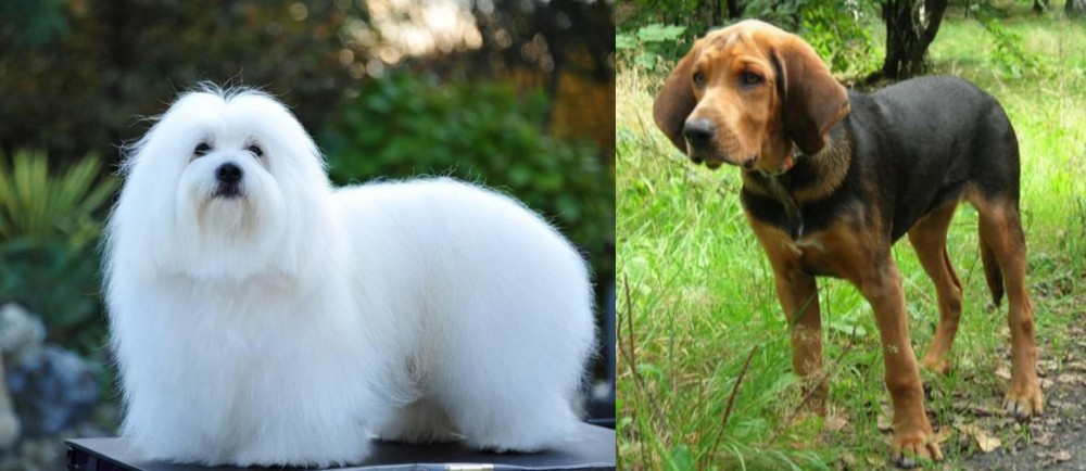 Polish Hound vs Coton De Tulear - Breed Comparison