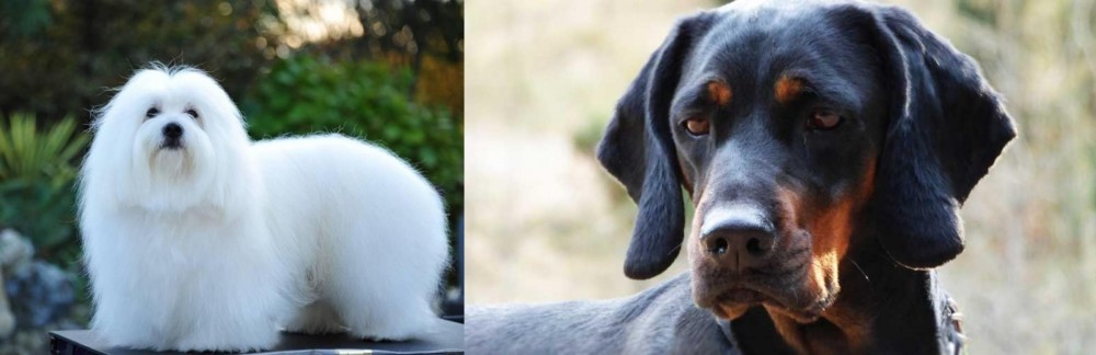 Polish Hunting Dog vs Coton De Tulear - Breed Comparison