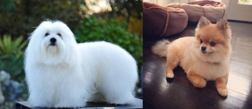 Pomeranian vs Coton De Tulear - Breed Comparison