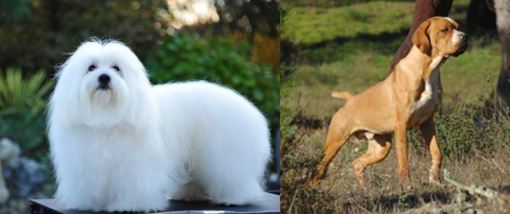 Portuguese Pointer vs Coton De Tulear - Breed Comparison
