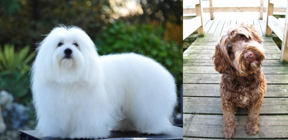 Portuguese Water Dog vs Coton De Tulear - Breed Comparison