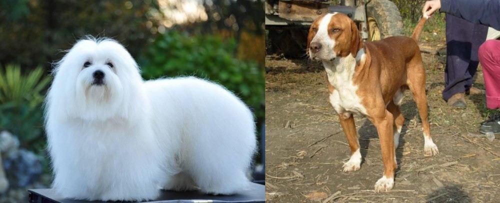 Posavac Hound vs Coton De Tulear - Breed Comparison