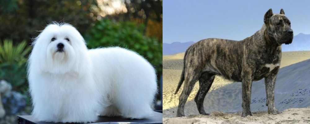 Presa Canario vs Coton De Tulear - Breed Comparison