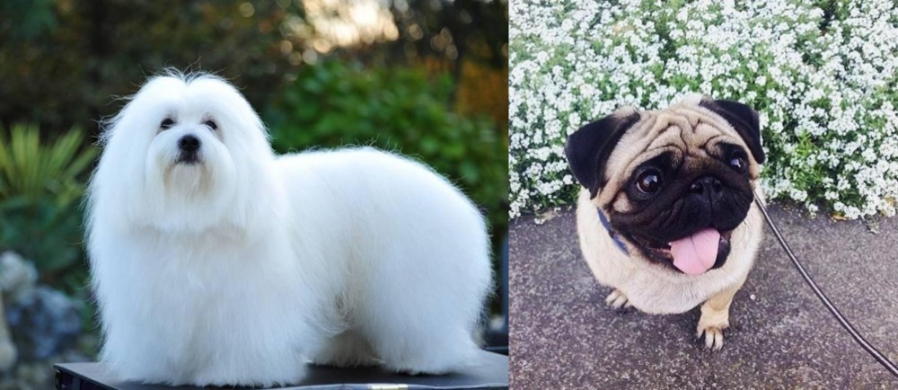 Pug vs Coton De Tulear - Breed Comparison