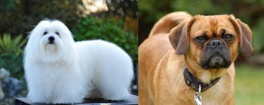 Pugalier vs Coton De Tulear - Breed Comparison