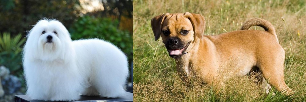 Puggle vs Coton De Tulear - Breed Comparison