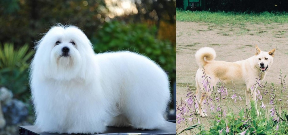 Pungsan Dog vs Coton De Tulear - Breed Comparison