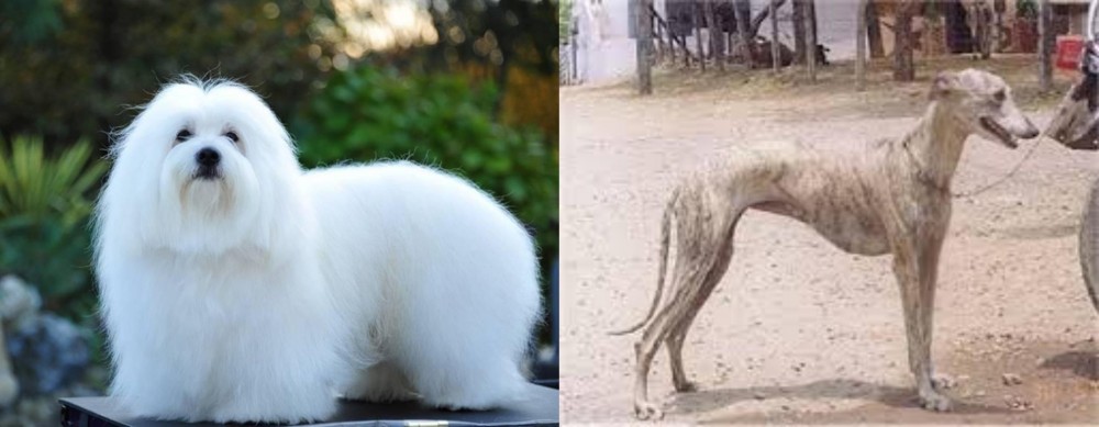 Rampur Greyhound vs Coton De Tulear - Breed Comparison