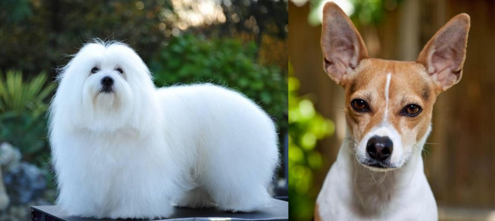 Rat Terrier vs Coton De Tulear - Breed Comparison