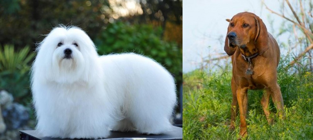 Redbone Coonhound vs Coton De Tulear - Breed Comparison