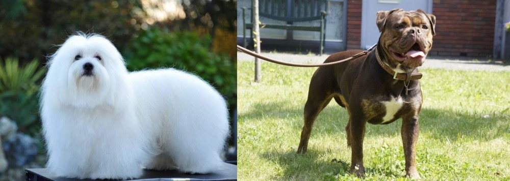 Renascence Bulldogge vs Coton De Tulear - Breed Comparison