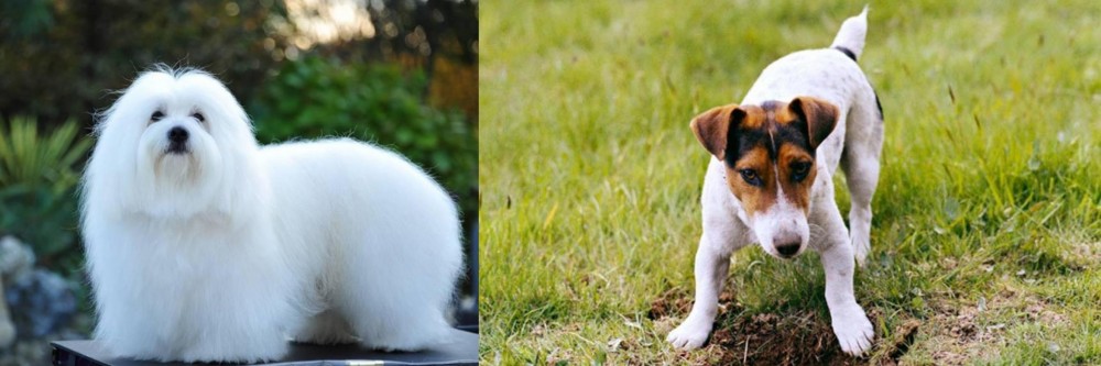 Russell Terrier vs Coton De Tulear - Breed Comparison