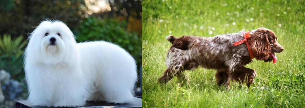 Russian Spaniel vs Coton De Tulear - Breed Comparison
