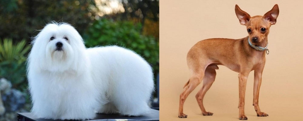 Russian Toy Terrier vs Coton De Tulear - Breed Comparison