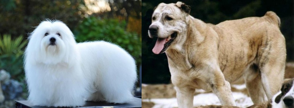 Sage Koochee vs Coton De Tulear - Breed Comparison