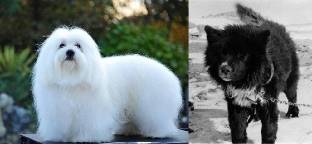 Sakhalin Husky vs Coton De Tulear - Breed Comparison