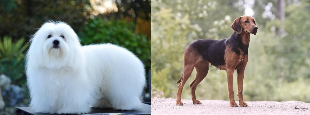Schillerstovare vs Coton De Tulear - Breed Comparison