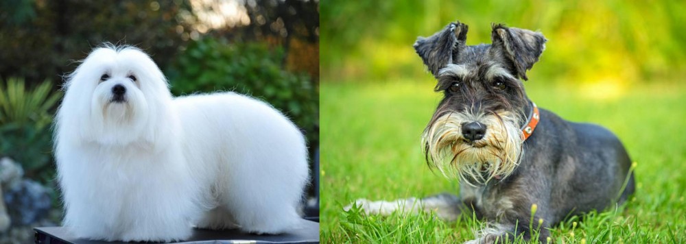 Schnauzer vs Coton De Tulear - Breed Comparison