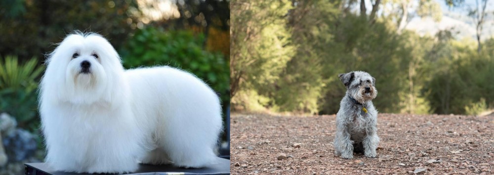 Schnoodle vs Coton De Tulear - Breed Comparison