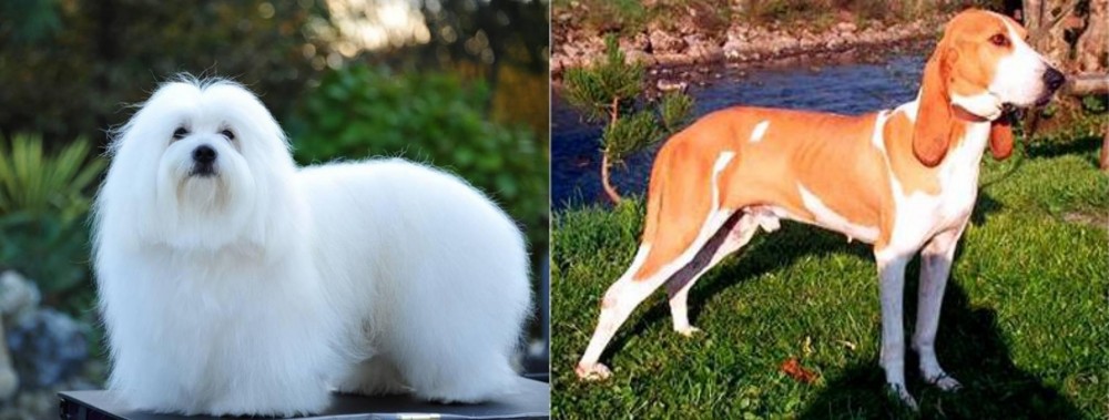 Schweizer Laufhund vs Coton De Tulear - Breed Comparison