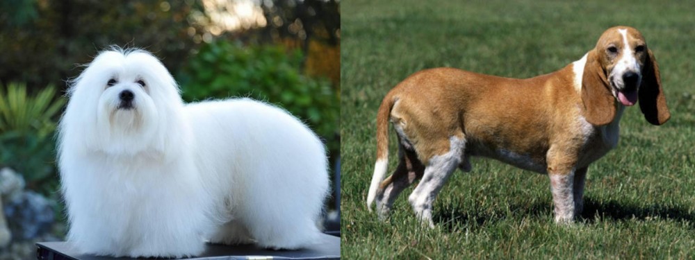 Schweizer Niederlaufhund vs Coton De Tulear - Breed Comparison
