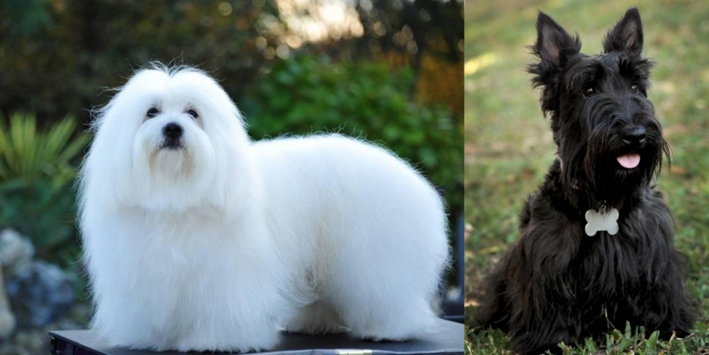 Scoland Terrier vs Coton De Tulear - Breed Comparison