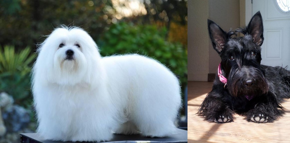Scottish Terrier vs Coton De Tulear - Breed Comparison