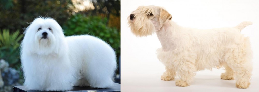 Sealyham Terrier vs Coton De Tulear - Breed Comparison