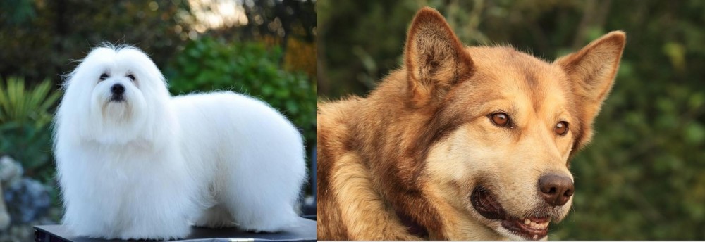 Seppala Siberian Sleddog vs Coton De Tulear - Breed Comparison