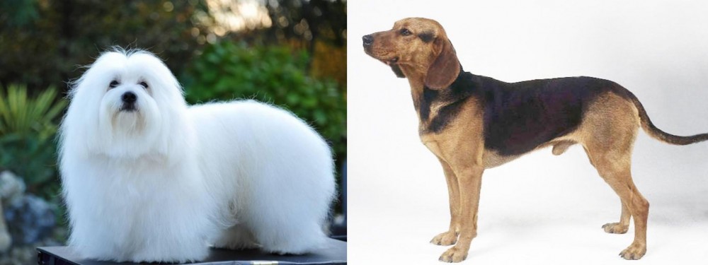 Serbian Hound vs Coton De Tulear - Breed Comparison