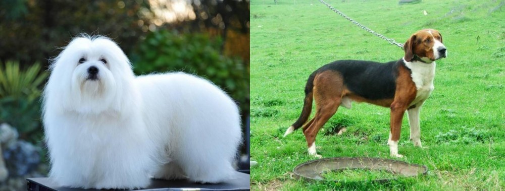 Serbian Tricolour Hound vs Coton De Tulear - Breed Comparison