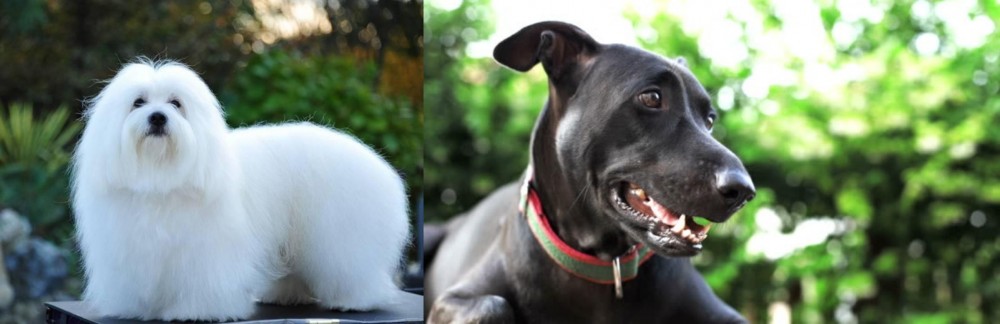 Shepard Labrador vs Coton De Tulear - Breed Comparison