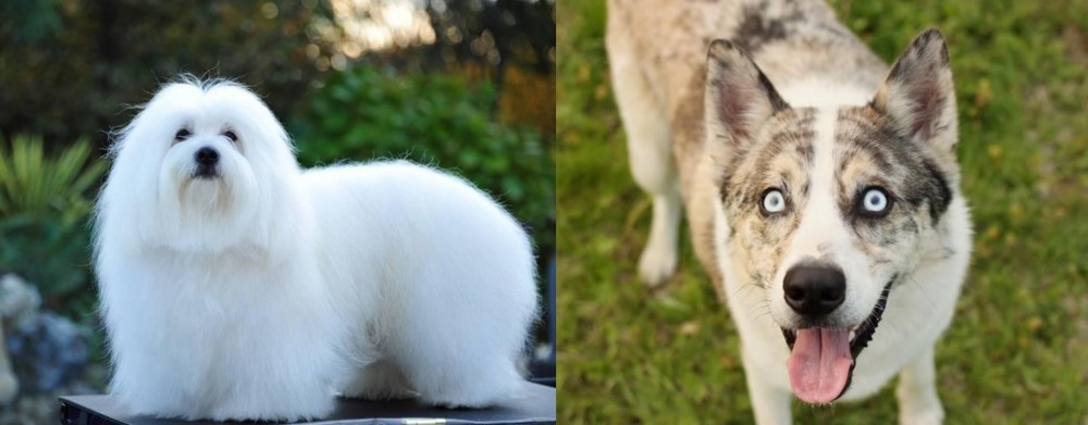 Shepherd Husky vs Coton De Tulear - Breed Comparison