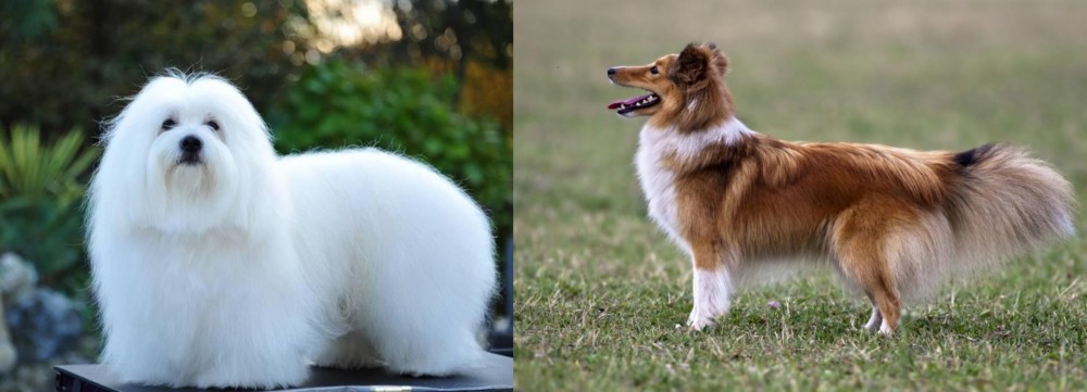 Shetland Sheepdog vs Coton De Tulear - Breed Comparison