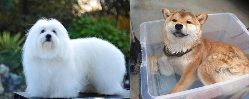 Shiba Inu vs Coton De Tulear - Breed Comparison
